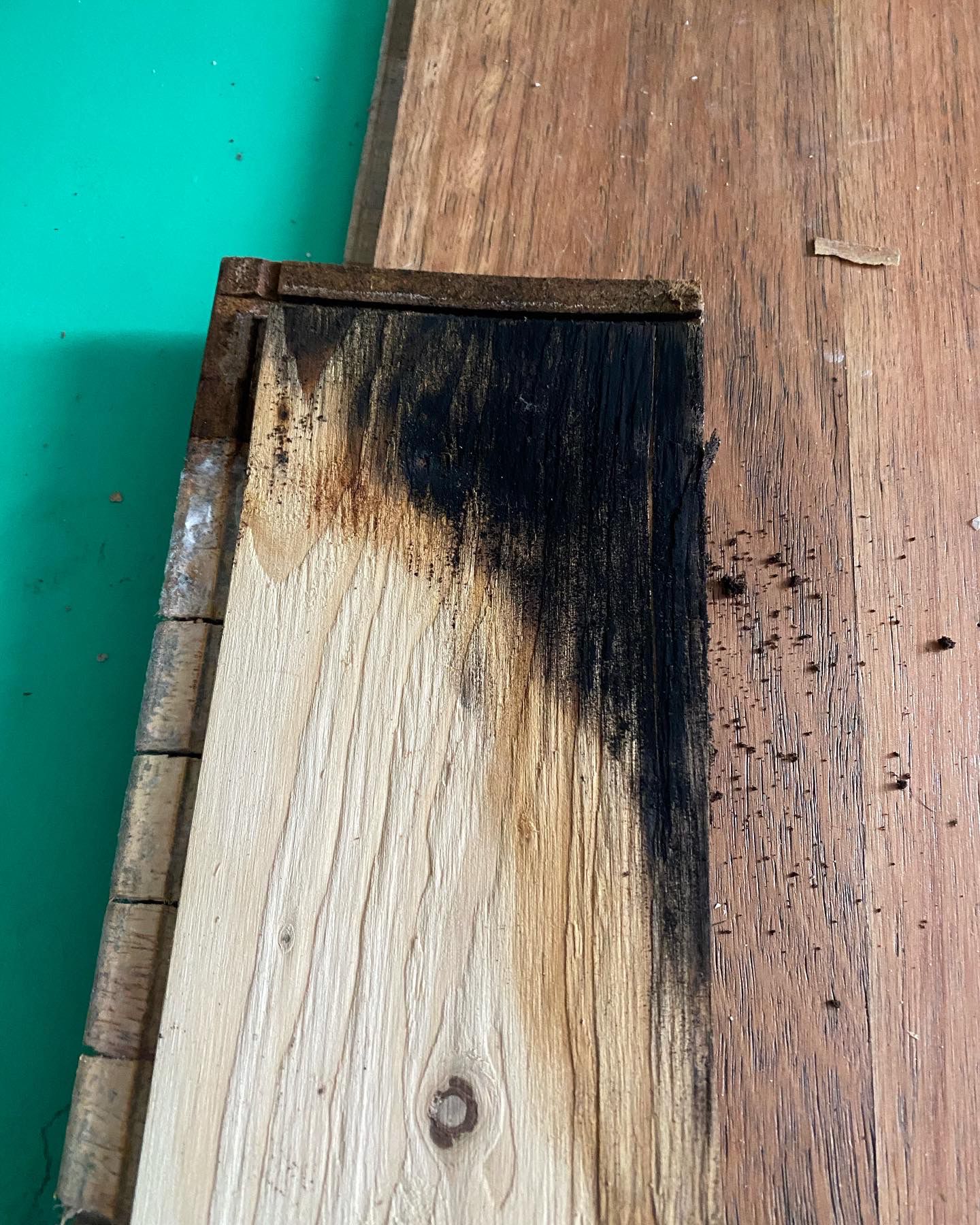 Mould under damaged flooring